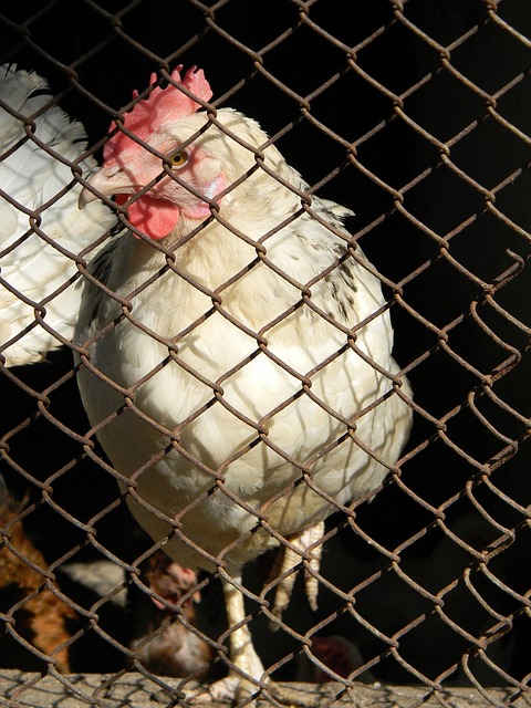 的民众来说 的民众来说